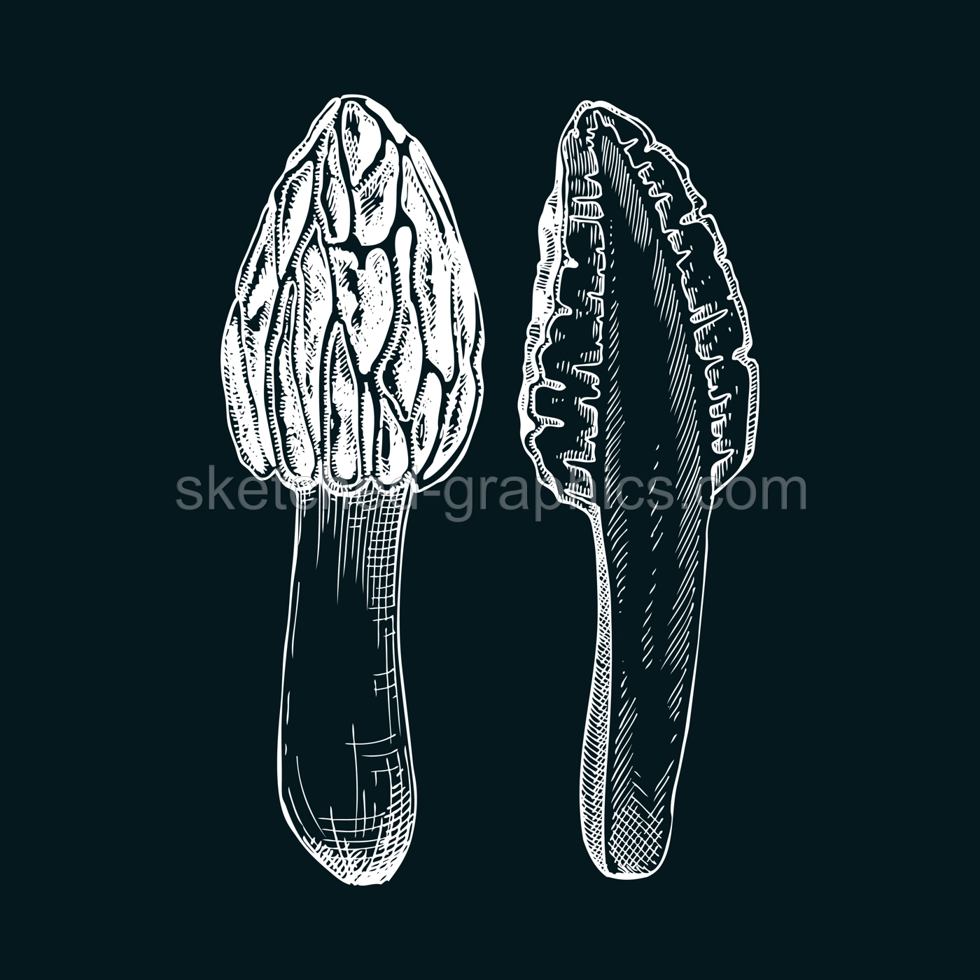 Black morel mushroom sketch. Edible fungus illustration on chalkboard. Fungal protein, mycoprotein, plant-based product ingredients, healthy food design element. Forest plant drawing Illustration